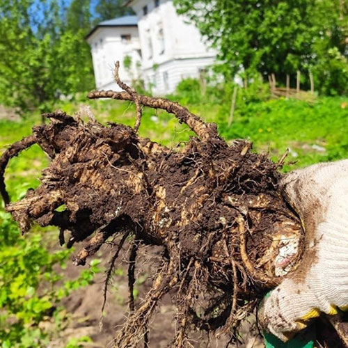 Заказать уничтожение борщевика Бокситогорск